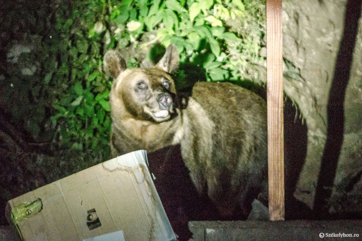 Romániában több ezer barnamedve él, veszélyeztetik az emberek életét, a javaikat. Képünk illusztráció •  Fotó: Pinti Attila