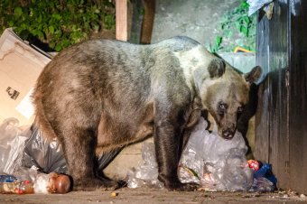 A héten már a második medveriasztást kapták a csíkszeredaiak