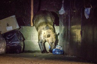 Ismét medve jár a Pacsirta sétányon