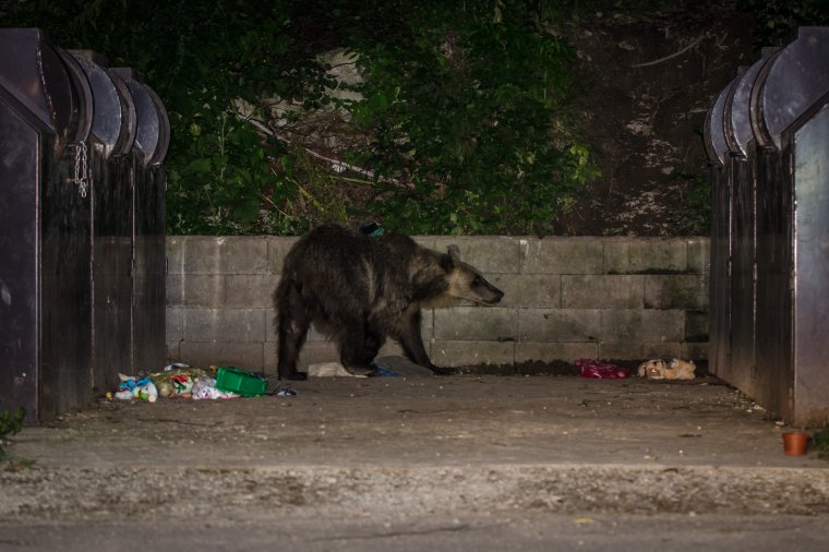 Nagyon környékezik Marosvásárhelyt a medvék