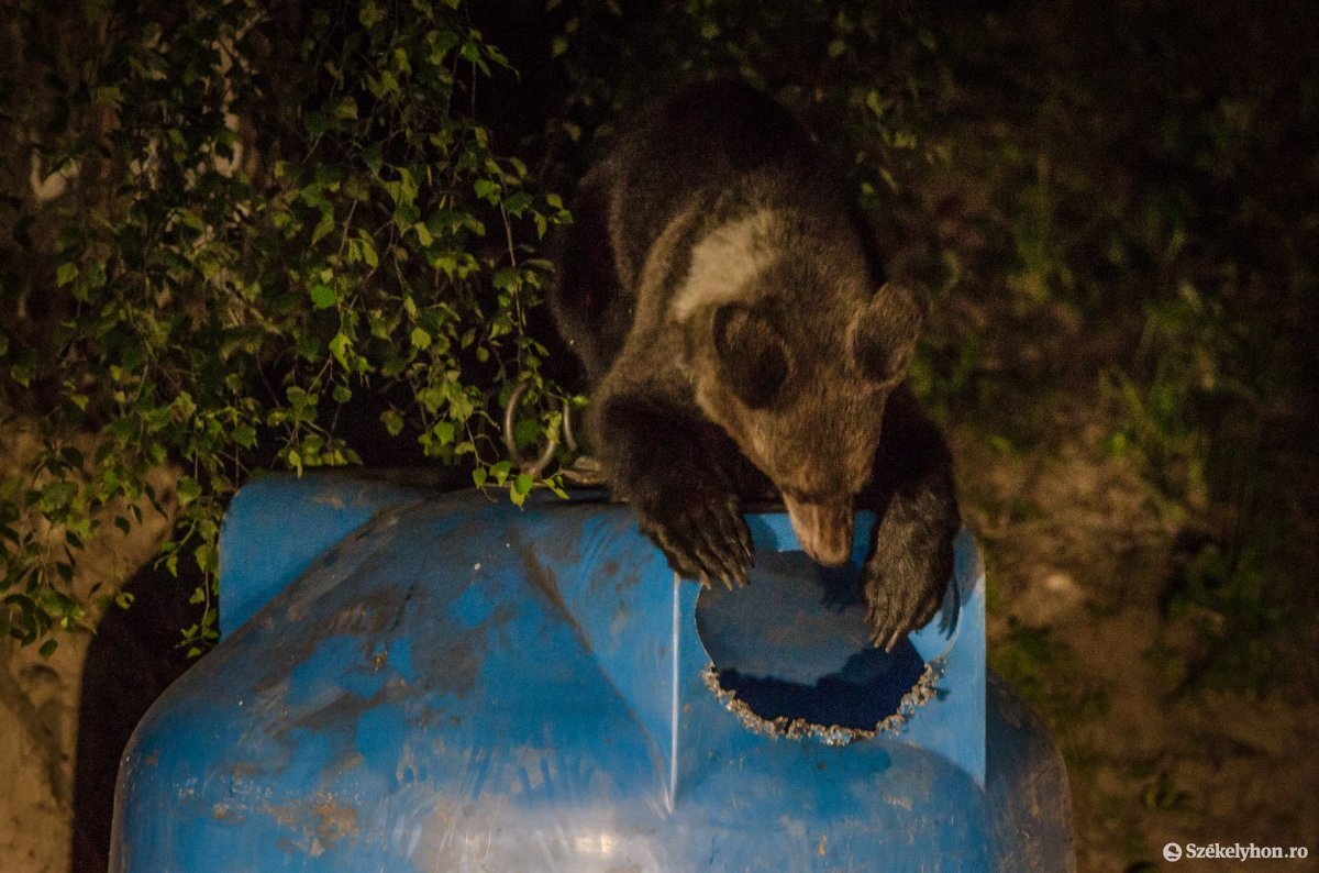 Képünk illusztráció • Fotó: Pinti Attila