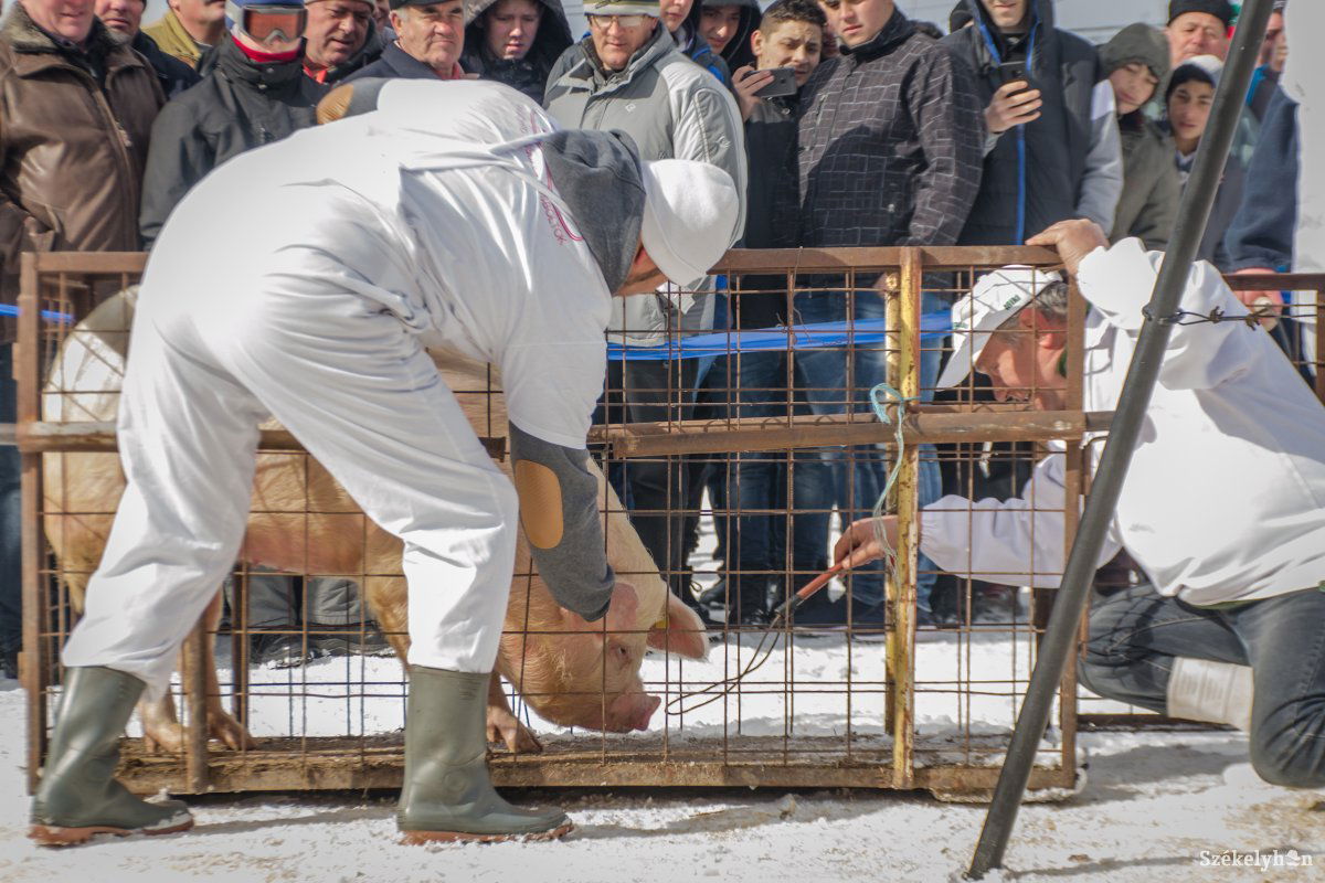 •  Fotó: Pinti Attila