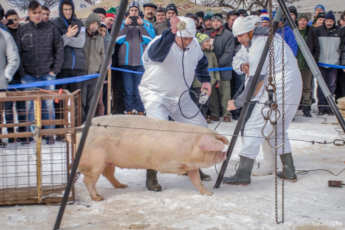 •  Fotó: Pinti Attila