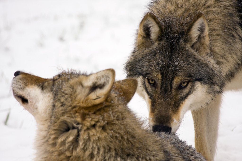 •  Fotó: Wolflife.eu