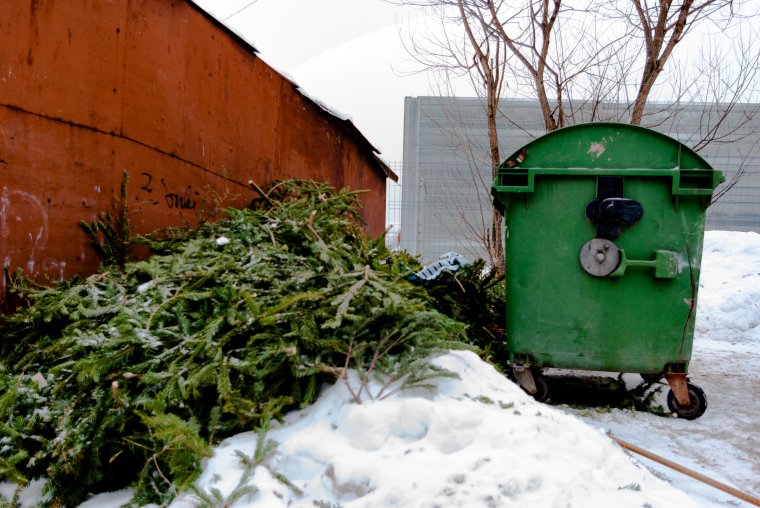 Karácsonyfákat gyűjt a marosvásárhelyi állatkert