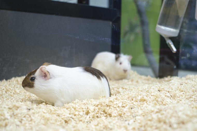 Csak megfontoltan érdemes kisállatot ajándékozni karácsonyra