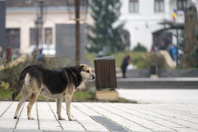 Börtön is járhat az állatvédelmi szabályok áthágásáért, nem csak pénzbírság