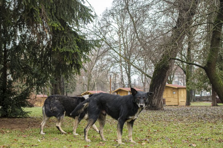 Csak időszakosan oldódik meg a kóbor ebek okozta kellemetlenség
