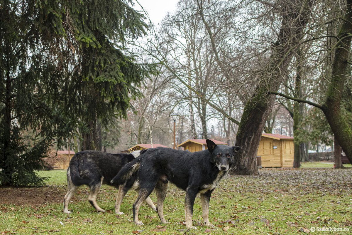 A kóbor kutyák ellen ivartalanítással és mikrocsipezéssel lehet leginkább védekezni •  Fotó: Veres Nándor