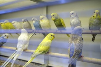 Kisállat-kiállítás lesz a hétvégén Csíkszeredában
