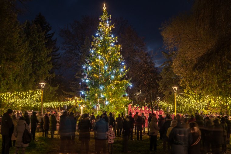 Meggyújtották az első gyertyát Csíkszereda adventi koszorúján
