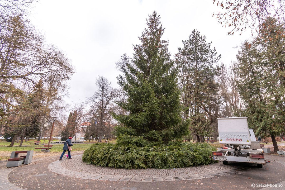 Új helyszín. Idén a központi parkban helyezték el Csíkszereda karácsonyfáját és az adventi koszorút &bullet;  Fotó: Pinti Attila