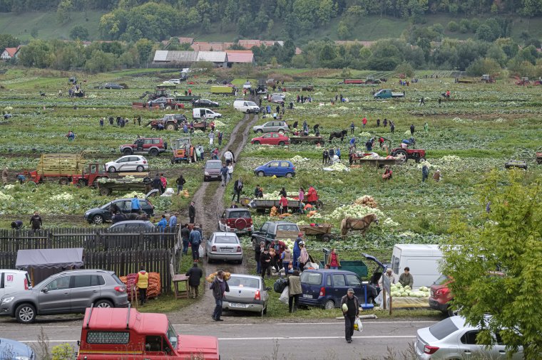 Káposztából nem volt hiány a szépvízi vásáron