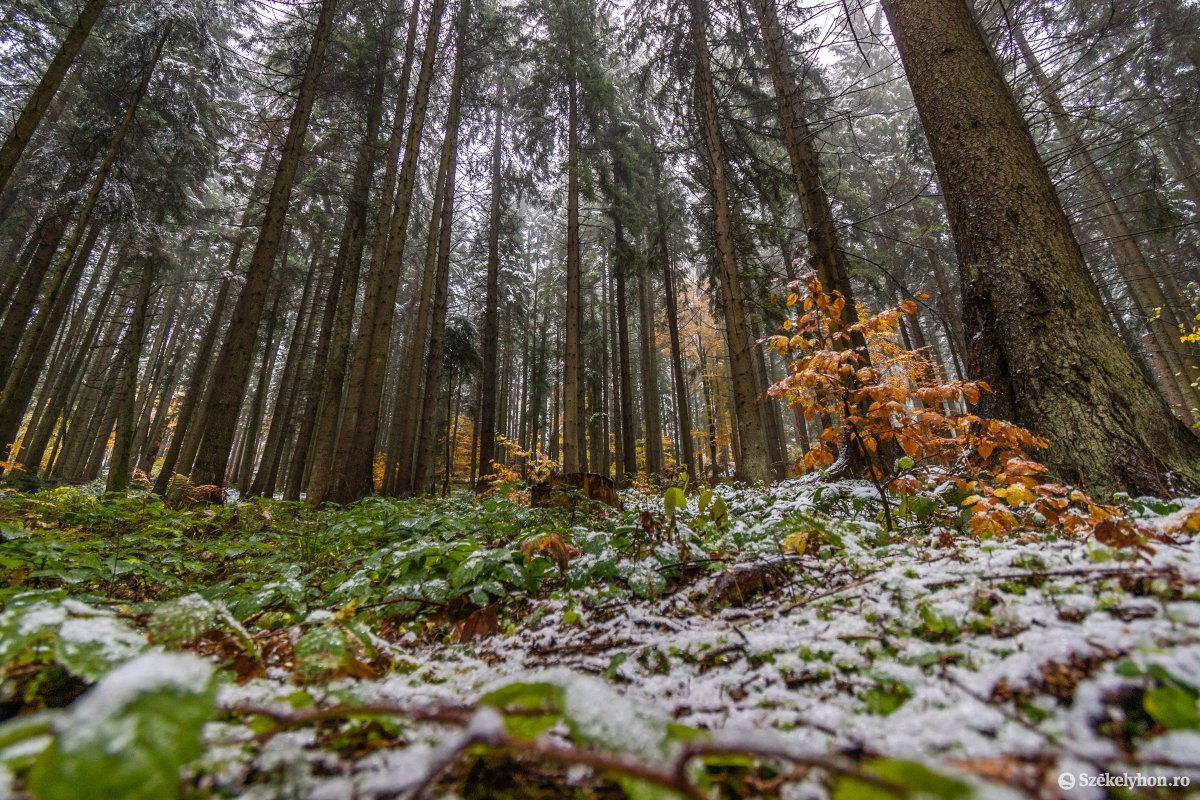 •  Fotó: Pinti Attila