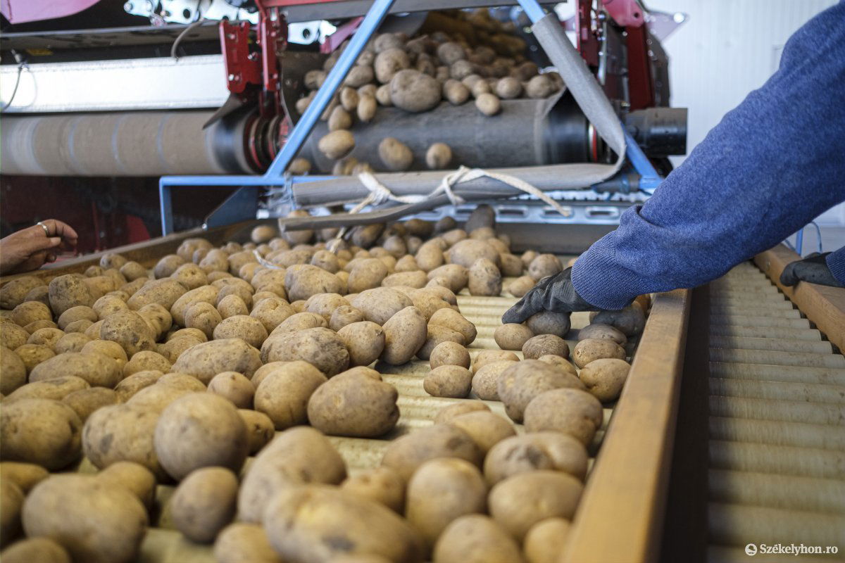 Az ipari burgonya esetében a leszerződött mennyiségeket 1,30–1,35 lejes kilogrammonkénti áron vették át a termelőktől a feldolgozók idén. Képünk illusztráció •  Fotó: Veres Nándor