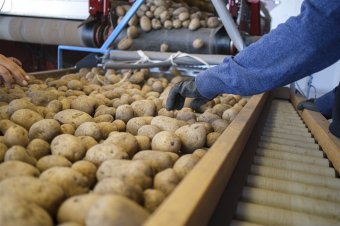 A tavalyinál jobb a burgonyatermés, a kukoricatermést a vadak is „dicsérik”
