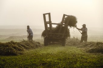 Ha ma derűs az idő, jó búza- és szénatermés várható
