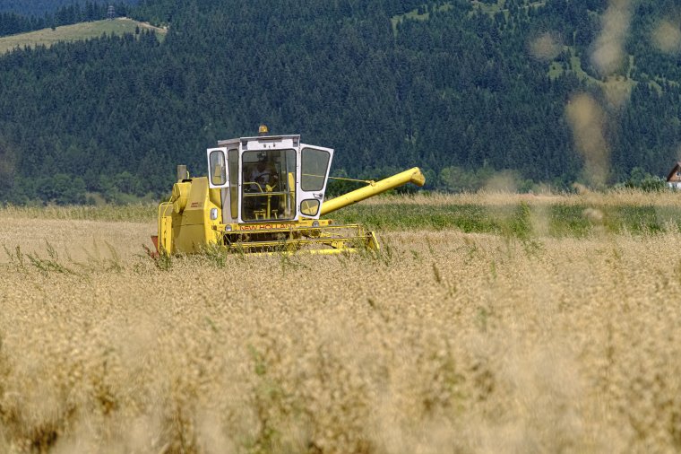 Támogatást kapnak az őszigabona-termesztők