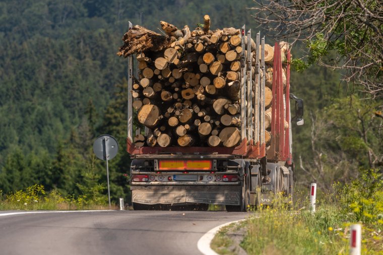 Több mint 1000 bűnügyi eljárás indult idén illegális fakitermelés miatt