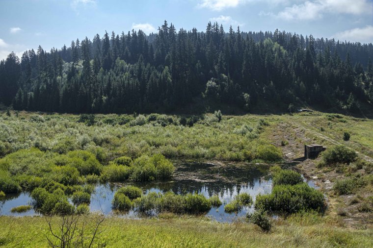 Ismét tó lesz az évek óta terebélyesedő bozótos helyén