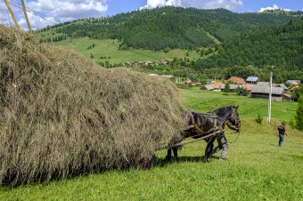 Esőre igazi napsütés: nem lesz gond az idei takarmánnyal