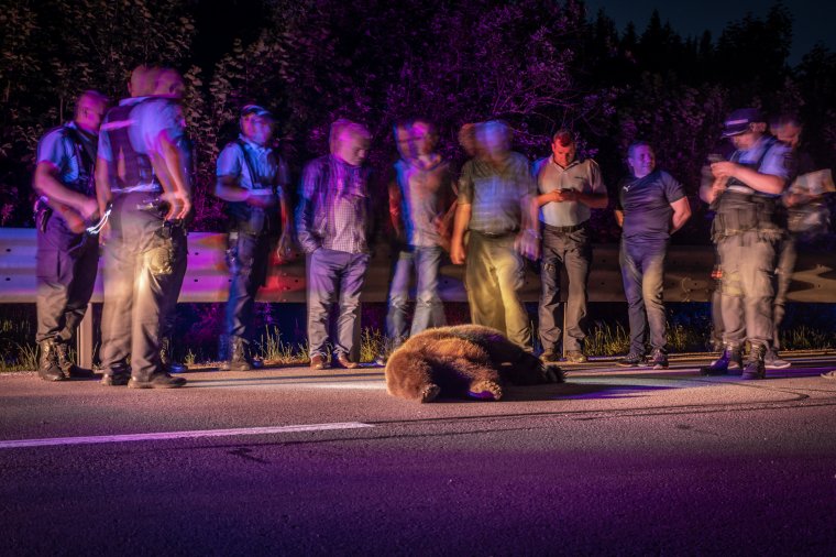 Medvét gázoltak el Csíkszereda közelében