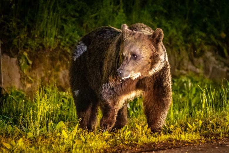 Négy medvét kellett kilőni idén eddig Csíkszeredában