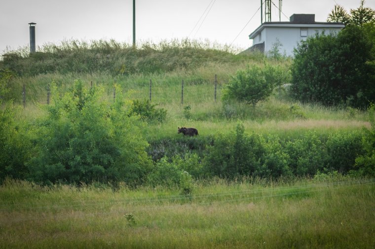 Medvét láttak a csíkszeredai kórház parkolójában