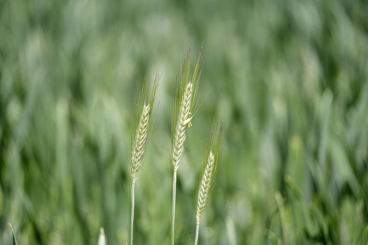 A külhoni gazdák érdekeit is szem előtt tartják minden, agrárszektort érintő módosításnál