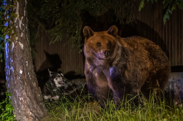 Csíkszeredában és Újszékelyen is medve járt