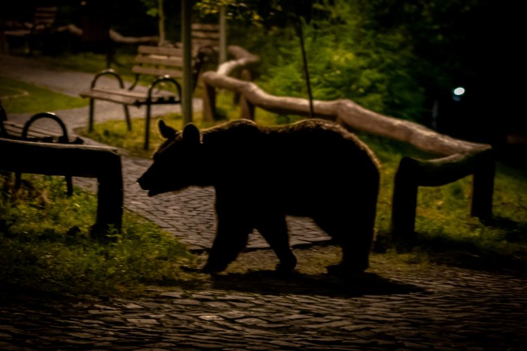 Kampányban nem merik kilőni a medvéket, az újabb menhelyek, villanypásztorok sem segítenek sokat