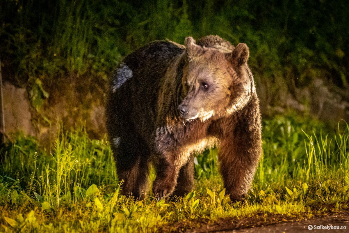 Tusnádfürdőn a medvék a lakosság testi épségét is veszélyeztetik •  Fotó: Pinti Attila