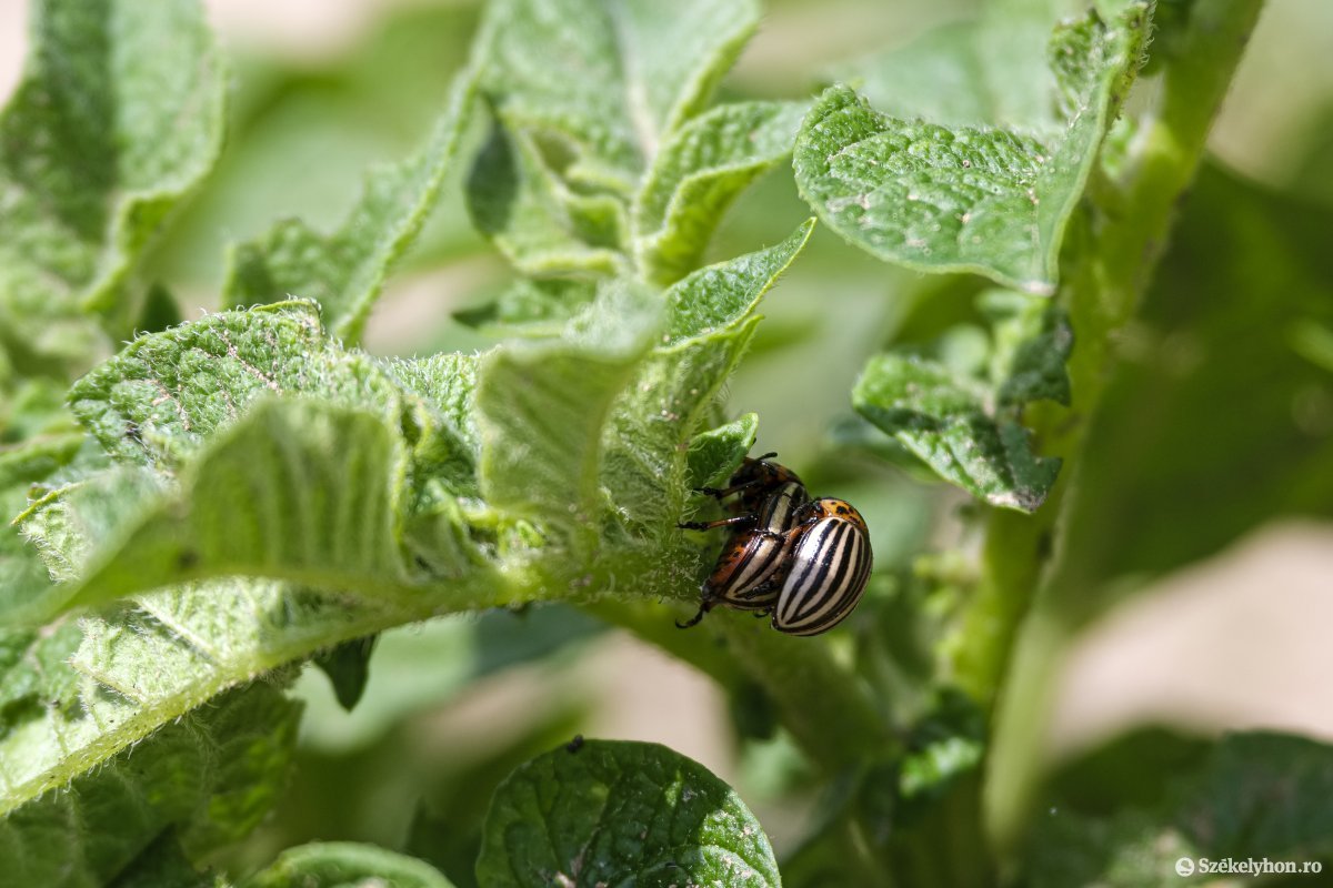 Noha számottevő kártevőszaporodás nem történt, vannak gombás megbetegedések &bullet;  Fotó: Veres Nándor