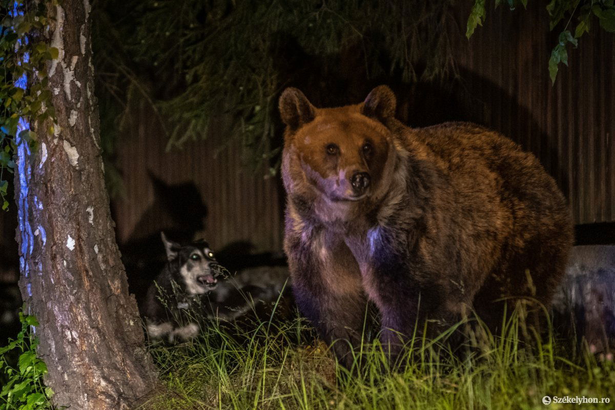 Otthon érzik magukat a medvék Tusnádfürdőn. Túl sokan vannak •  Fotó: Pinti Attila