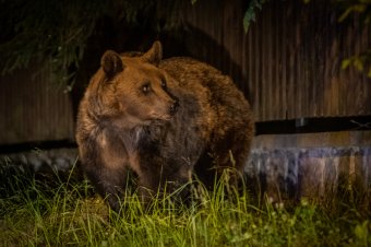 Medve ment be Csíkszeredába