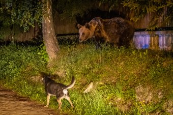Egy délután alatt háromszor is feltűnt a medve Gyergyószárhegyen
