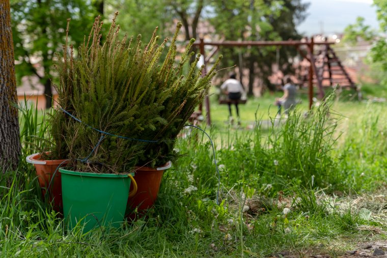 Önkéntes csemeteültetés a csíkszeredai ifjúsági parkban