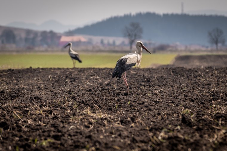 Európában szárazságtól tartanak, közben Háromszéken az eső keseríti a gazdák mindennapjait