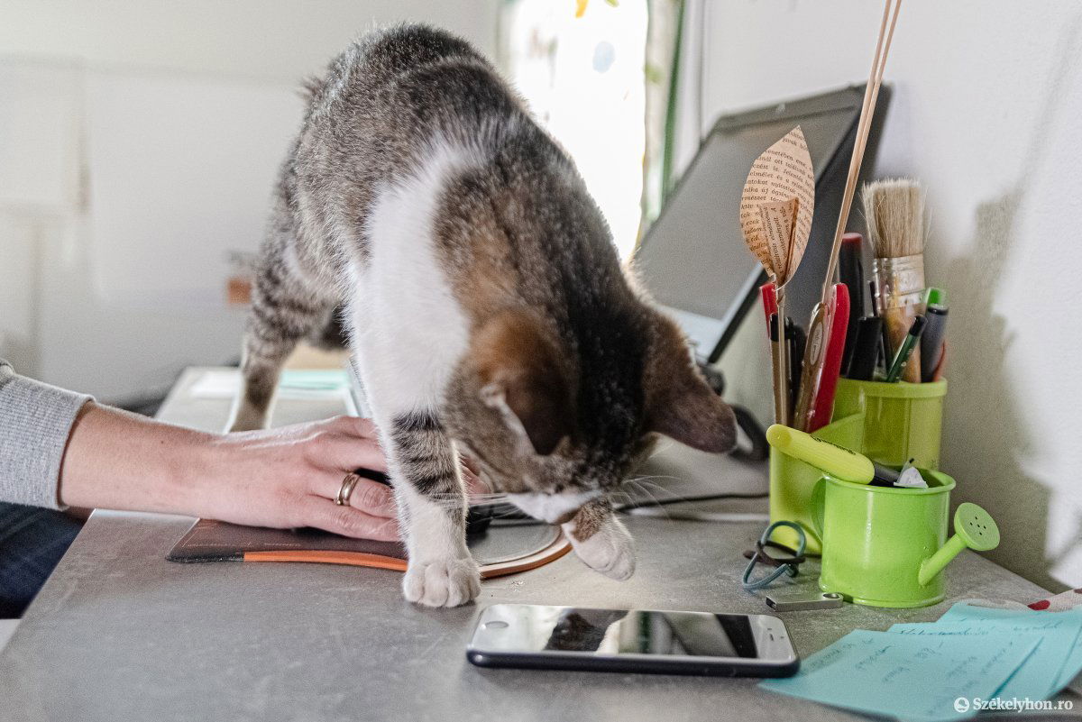 • Fotó: Gábos Albin