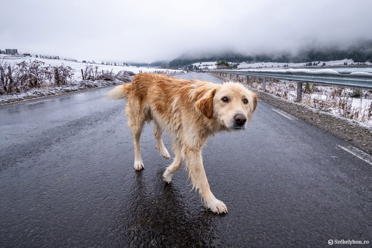 &bullet;  Fotó: Pinti Attila