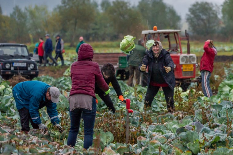 Szép és kevésbé szép fejek a szépvízi Nád-dűlőben