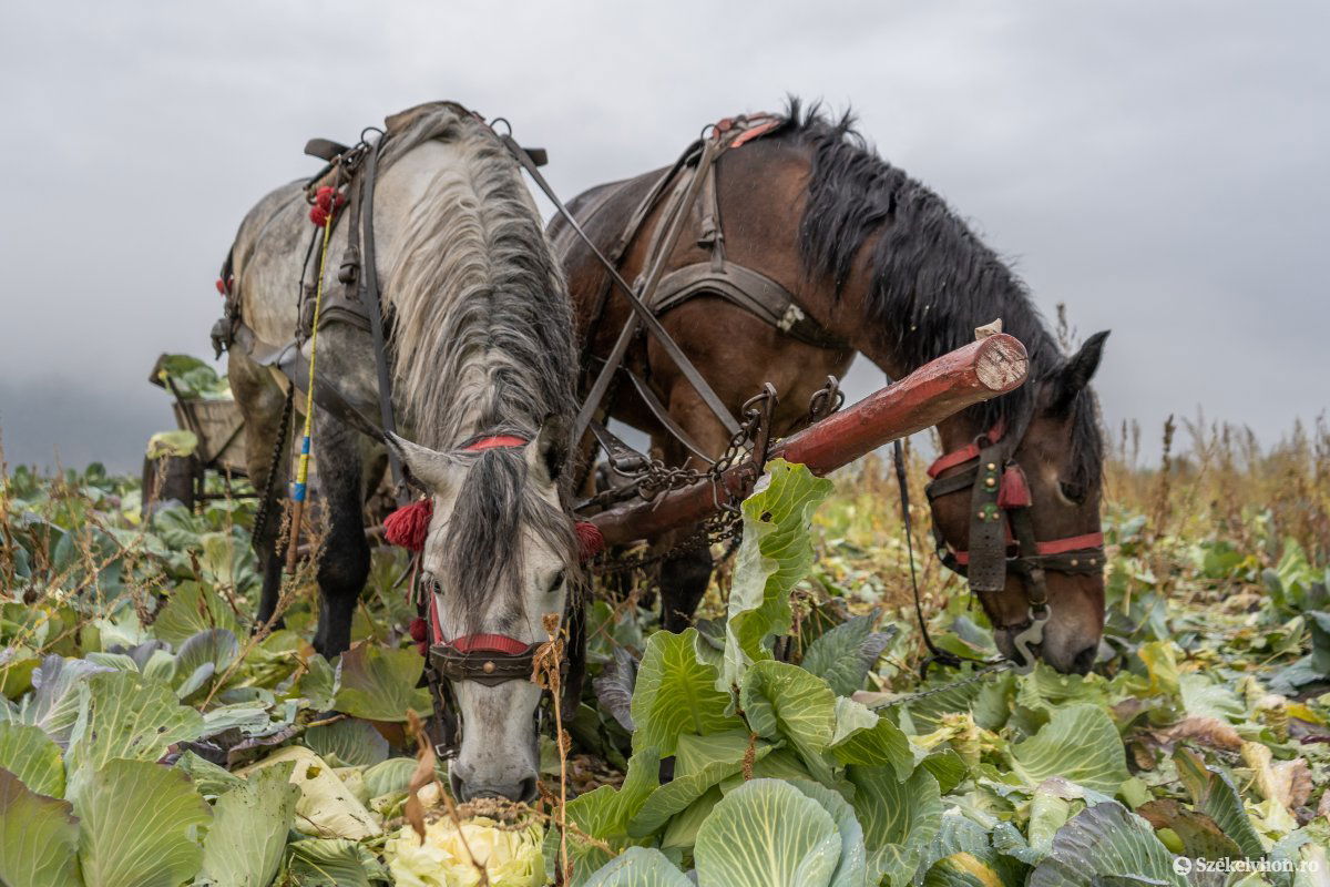 &bullet;  Fotó: Pinti Attila