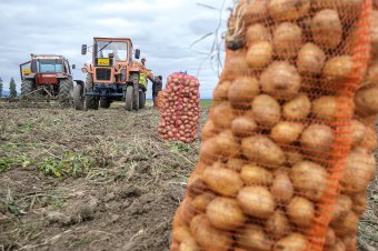 Lemondhatnak az idei de minimis támogatásról a burgonya- és fokhagymatermesztők