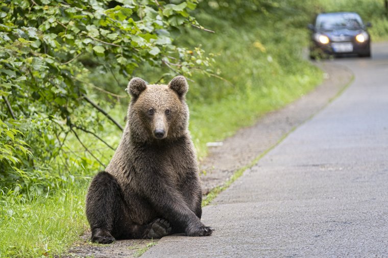 Medvéket vittek a vadászterületeikre, anélkül, hogy előtte szóltak volna nekik erről