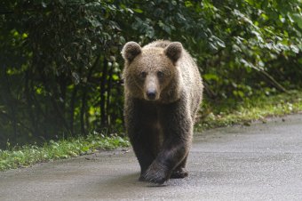 Éjjel-nappal portyáznak a medvék Uzon községben