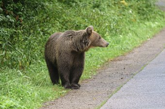 Odakapott a medve a nagyvadat autóból etető gyerekhez