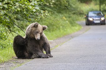 Ennél pontosabb nem is lehetne: Háromszéken 2183 medve él