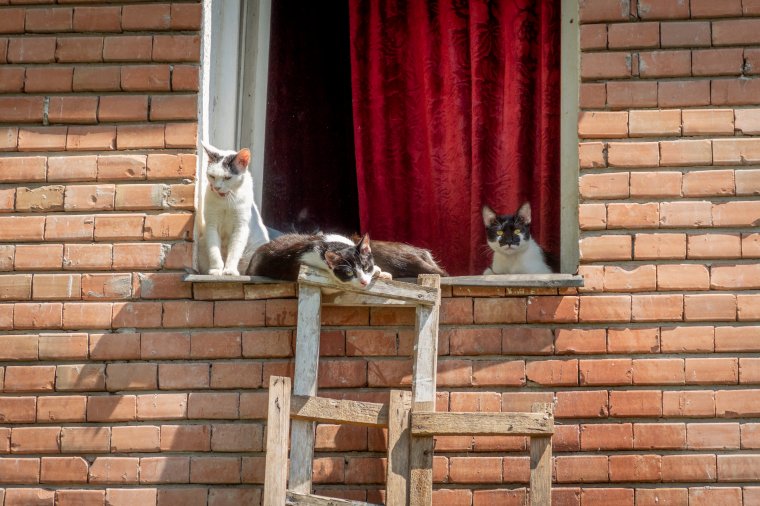 Víz nélkül, huszonöt macskával: egy csíkszeredai nő életmódja megkeseríti a körülötte lévők mindennapjait