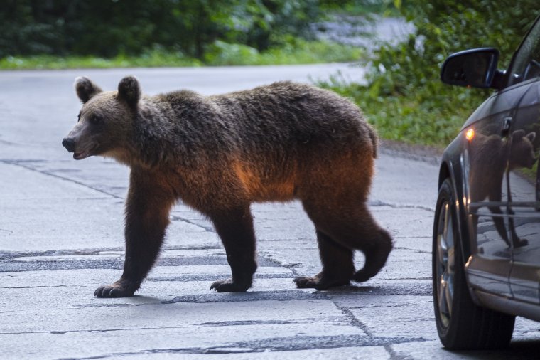 Újra megjelent a medve Nagyszebenben, két napja bejár a városba, de nem találják