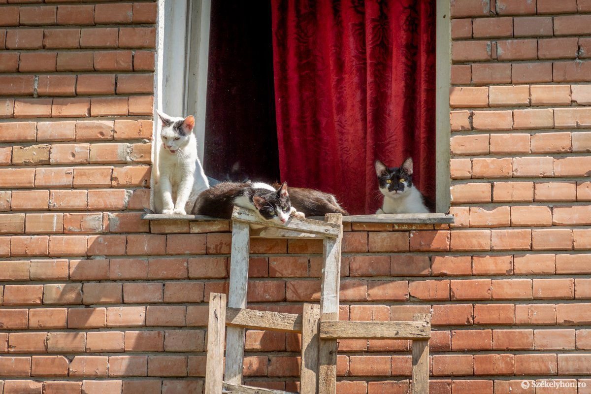 Ki és be. Létra biztosítja a garzonlakásban élő 25 macska szabad mozgását •  Fotó: Pinti Attila